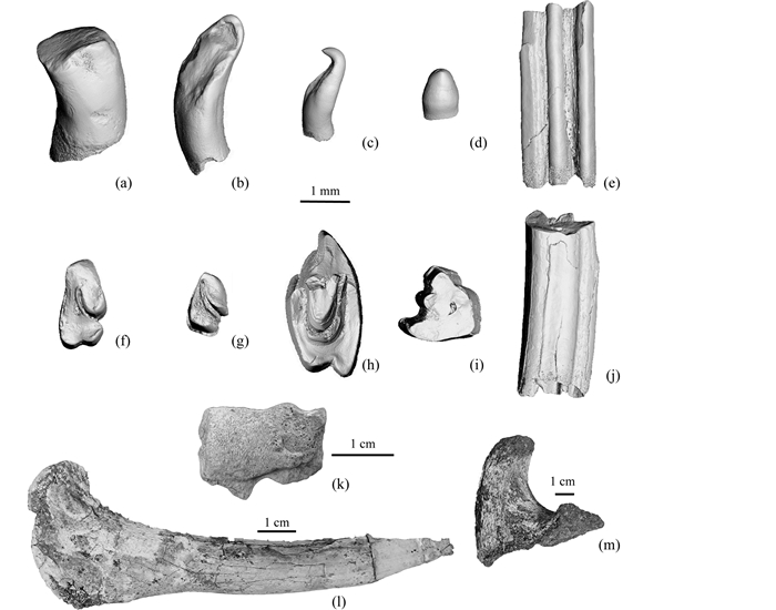 Late Miocene fossils from Nainnainxuonla, Nyalam, Xizang